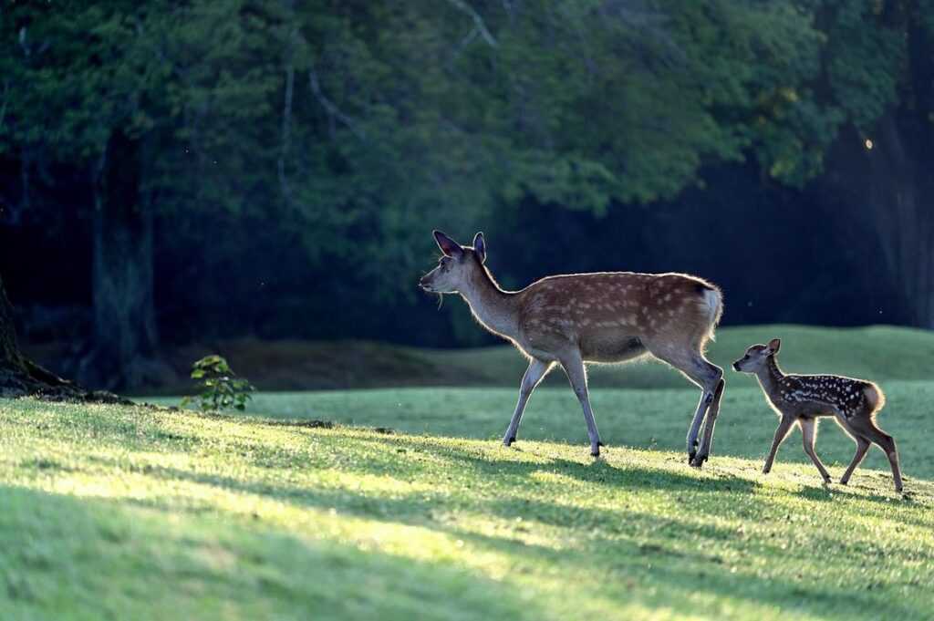 famparentlife new parent infoguide by famousparenting