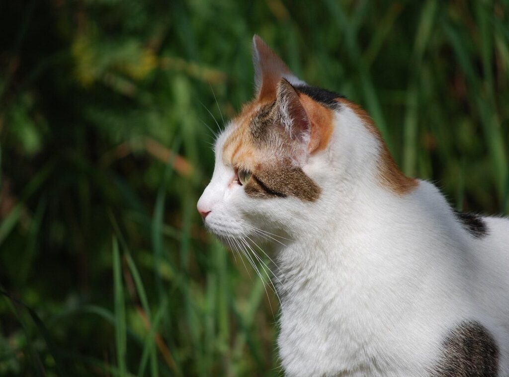 isabelle eleanore suing anz