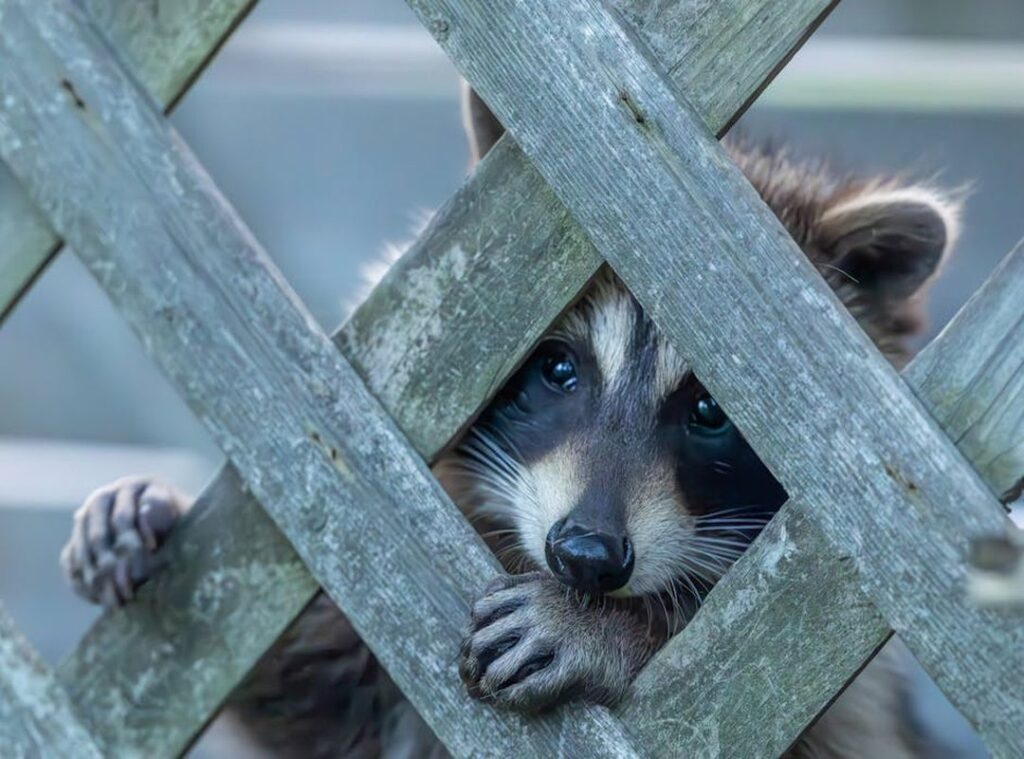 kleurplaat smiling critters