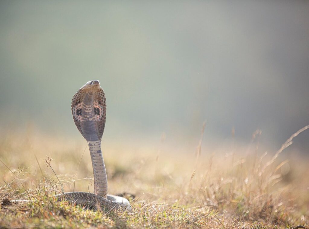 cobra-rateira filhote