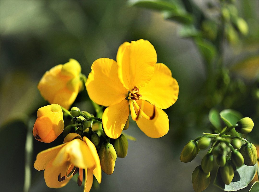 Benefits and Use Cases of the Senna Elaina Link