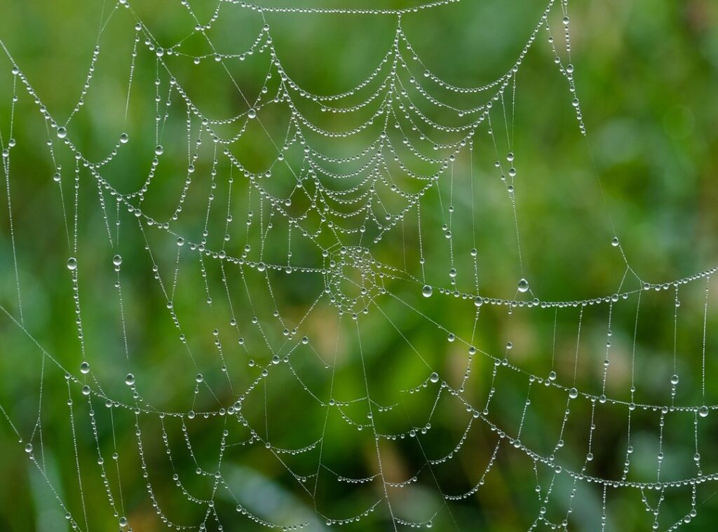 whapweb web