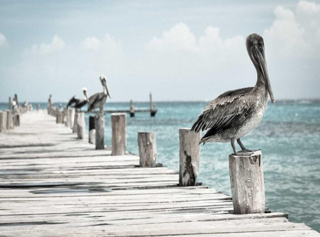 xxv xxviii, xxix xxvii xxiv, xxv